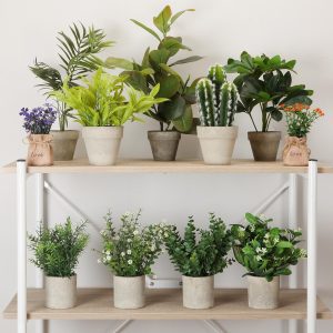 Plantas decorativas hogar
